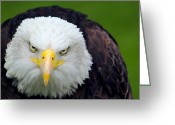 ... Bird Greeting Cards - All E...