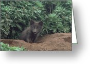 Arctic Fox Burrow