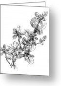 Azalea Flower Drawing