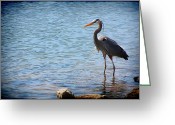 Blue Herring Crane