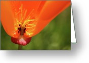 California+poppy+plants+for+sale