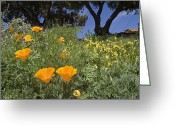 California+poppy+field