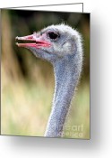 Angry Bird Greeting Cards - Chi...