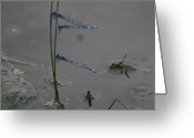 Ohio+dragonflies+pictures