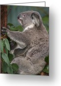 Baby Koala Face