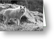 Canadian White Wolf