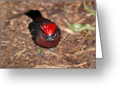 Angry Bird Greeting Cards - Mad...
