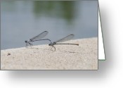 Mating+dragonflies+pictures