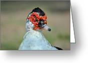 ... Bird Greeting Cards - Musco...