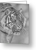 Sumatran+tiger+drawings