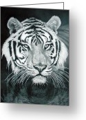 Sumatran+tiger+drawings