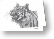 Sumatran+tiger+drawings