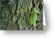 Tree+frogs+climbing