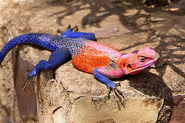 East African Rainbow Agama Lizard Male By Carole-Anne Fooks