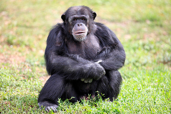 1-male-chimpanzee-sohnsokapia.jpg