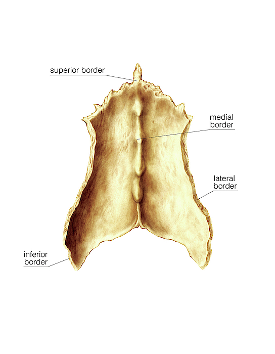 Nasal Bone Greeting Card For Sale By Asklepios Medical Atlas