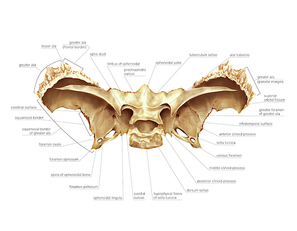 Sphenoidal Bone Greeting Card For Sale By Asklepios Medical Atlas