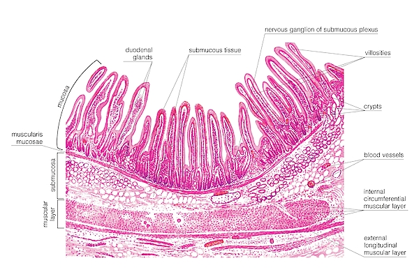 Structure Of The Duodenal Wall Greeting Card By Asklepios Medical Atlas