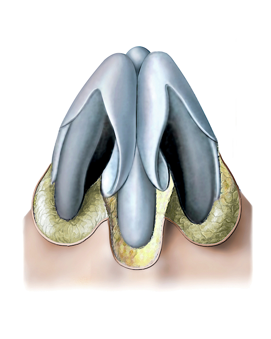 Nasal Cavity Greeting Card By Asklepios Medical Atlas