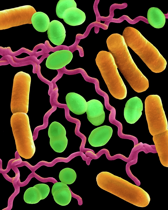 Three Common Types Of Bacterial Morphology Greeting Card By Dennis