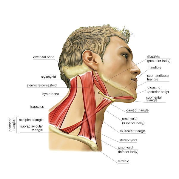 Cervical Muscles Greeting Card For Sale By Asklepios Medical Atlas