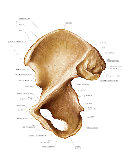 Hip Bone Greeting Card By Asklepios Medical Atlas