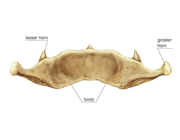 Hyoid Bone Greeting Card By Asklepios Medical Atlas