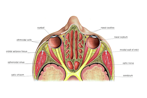 Paranasal Sinuses Greeting Card By Asklepios Medical Atlas The Best Porn Website