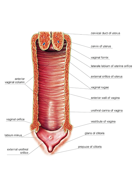 Female Genital System Greeting Card For Sale By Asklepios Medical Atlas