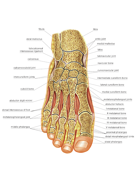 Foot Joints Greeting Card For Sale By Asklepios Medical Atlas