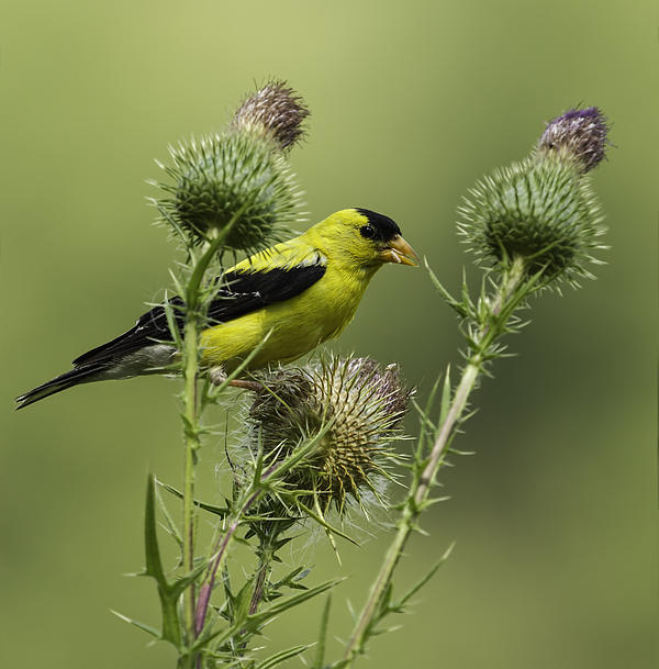 american goldfinch eating thistle seed by thomas young american goldfinch eating thistle seed by thomas young