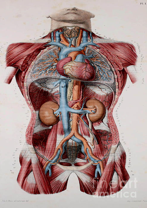 Anatomy Human Body Old Anatomical 29 by Boon Mee