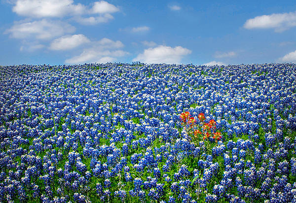 pictures of bluebonnets and indian paintbrushes
