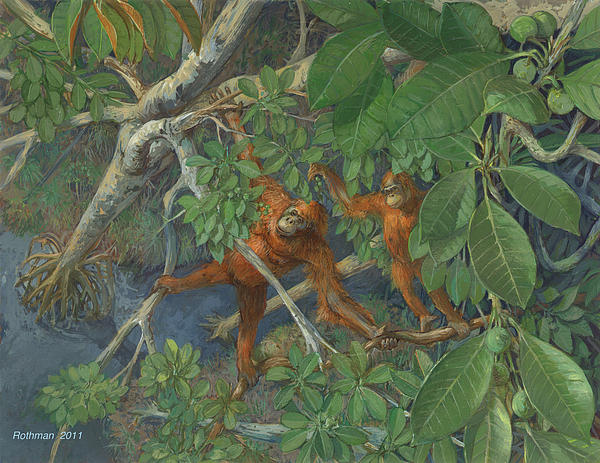  - bornean-orangutan-ace-coinage-painting-by-michael-rothman