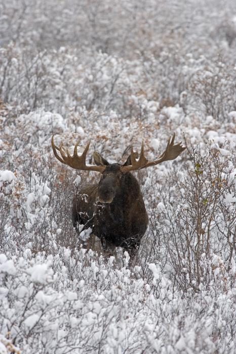 bull-moose-in-snow-tim-grams.jpg