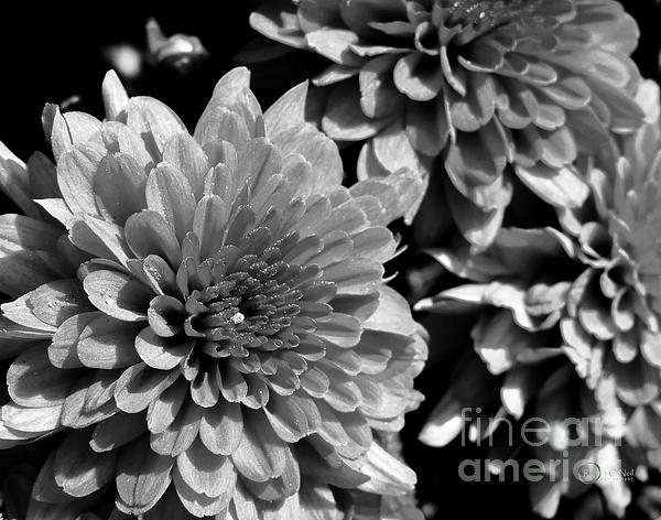 Chrysanthemum In Black And White Print by Robert ONeil