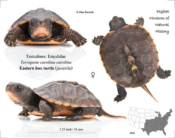 Eastern Box Turtle Juvenile Print By Alex Surcica