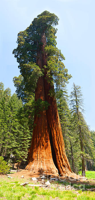 standing-tall-giant-sequoia-redwood-tree-sequoia-national-park