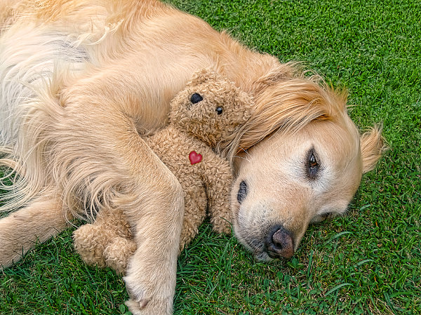 golden-retriever-dog-teddy-bear-love-jen