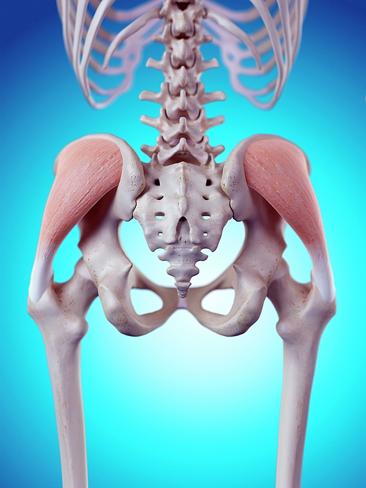 Human Gluteus Medius Muscles Photograph By Sebastian Kaulitzki Science