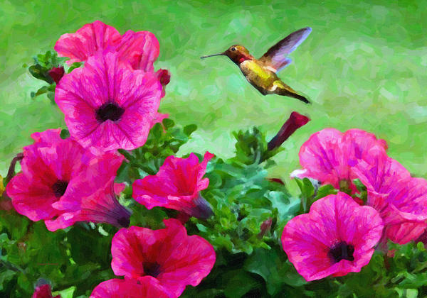 hummingbird and pink petunias by kenny francis hummingbird and pink petunias by kenny francis
