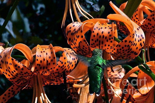  - hummingbird-and-tiger-lily-byron-varvarigos