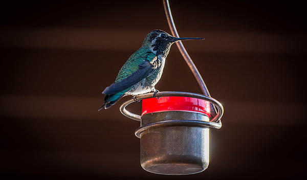 hummingbird on copper bee proof feeder by michael moriarty hummingbird on copper bee proof feeder by michael moriarty