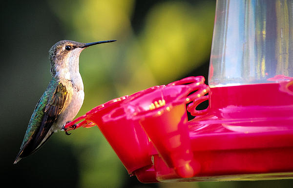 hummingbird on feeder print by connie dye hummingbird on feeder print by connie dye