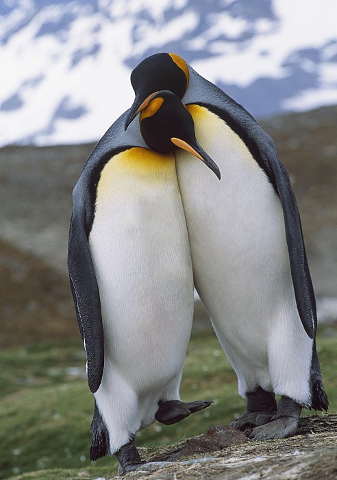 King Penguin Pair Display Mating by Johnny Johnson