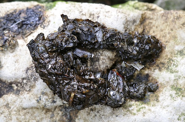 What Does Otter Poo Look Like