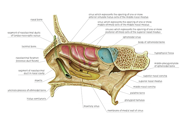 Paranasal Sinuses Greeting Card For Sale By Asklepios Medical Atlas The Best Porn Website