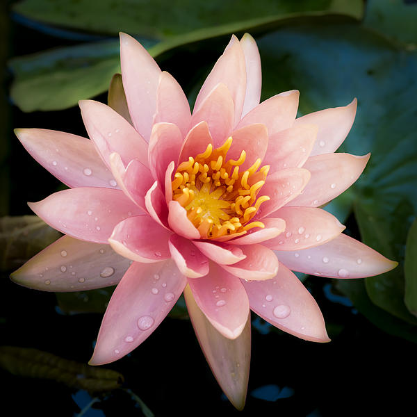 Pink Hawaii Water Lily by Hawaii Fine Art Photography