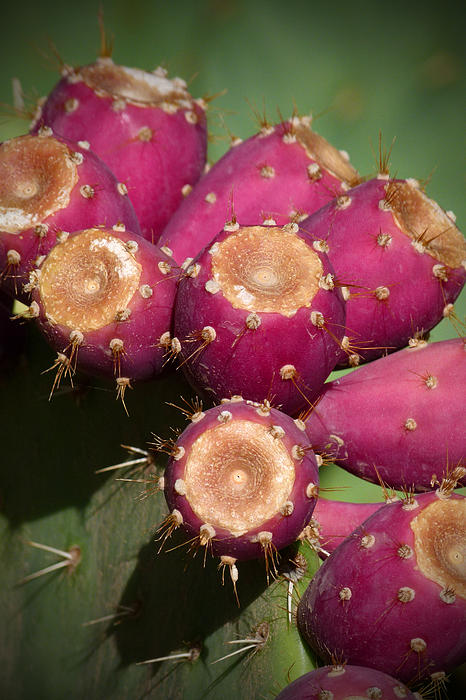fruit drinks cactus fruit in spanish fruit drinks cactus fruit in spanish