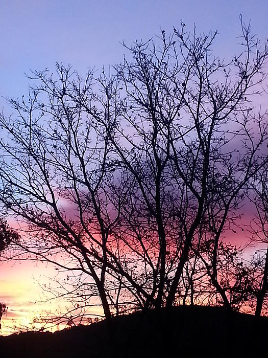 Purple Tree Print by Coralynn Gutierrez Purple Tree Print by Coralynn Gutierrez